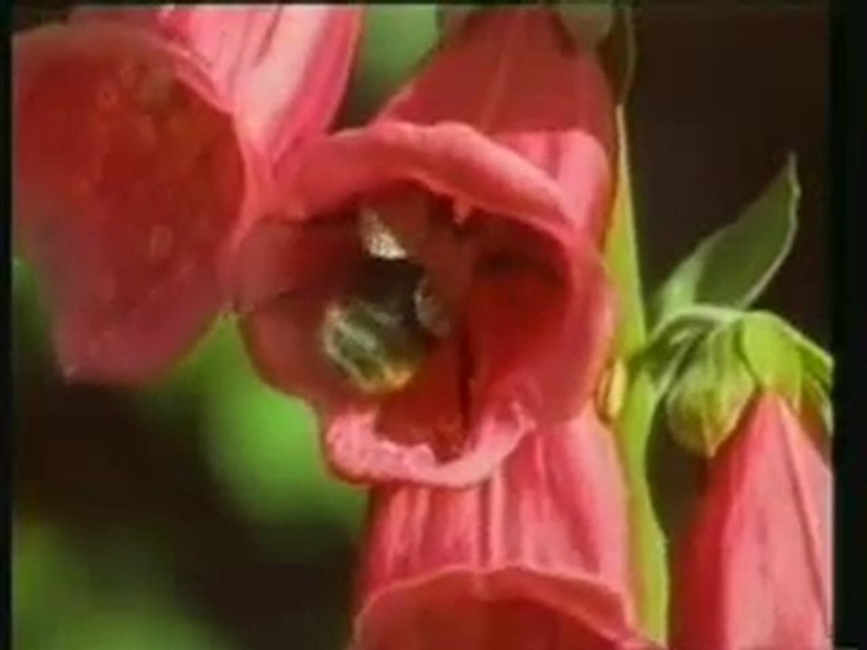 ilahivideolar,ilahi,www.canmedinem.net muhammed ilhan ilahi