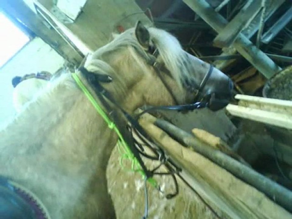 Barbie (& query star)