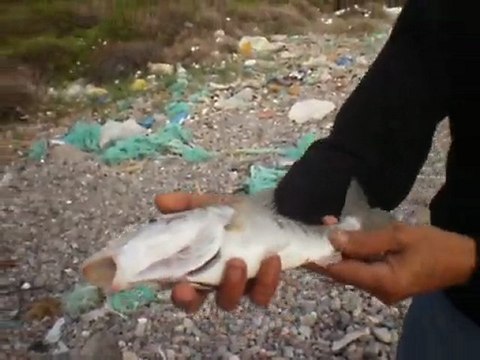 balikcilar.org Hasan BALIKÇI