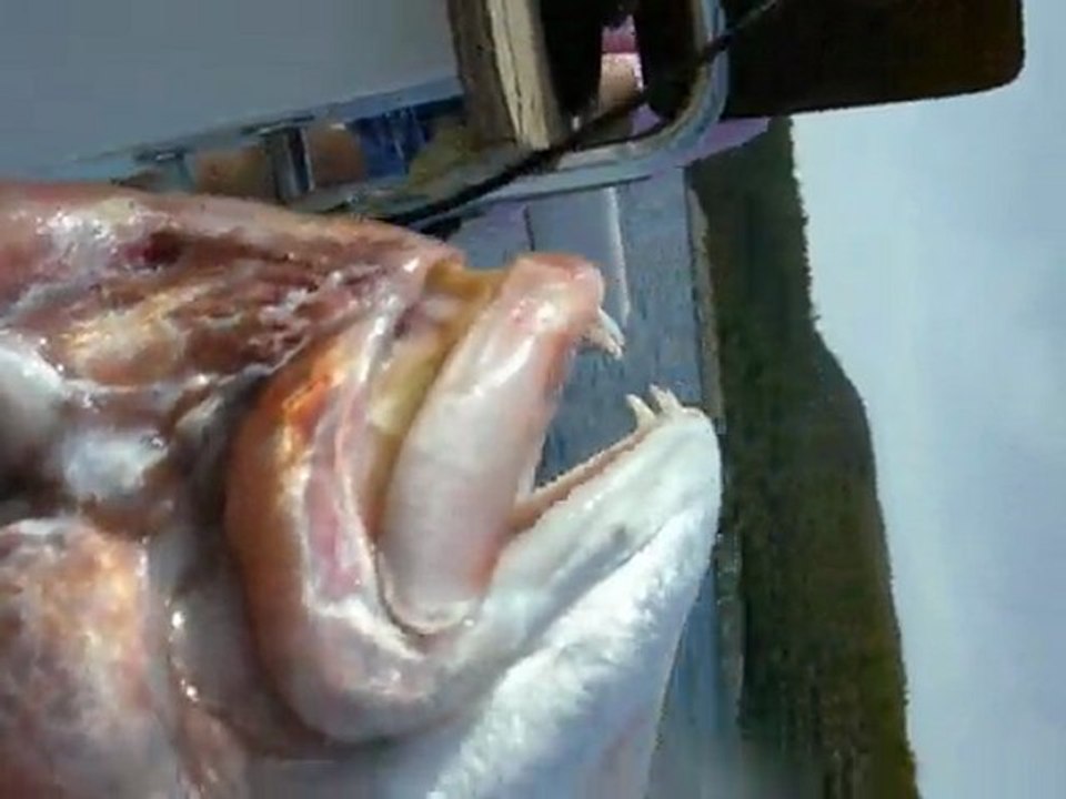 Antenli Mercan Elimde