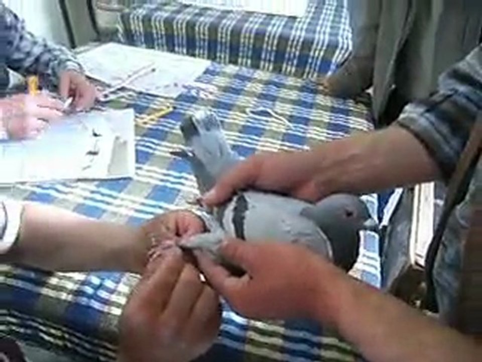 MANİSAPOSTA - KUŞLUBAHÇE DERNEĞİ - POSTA GÜVERCİNLERİ
