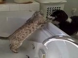 Rocky il gatto prende a pugni il cane