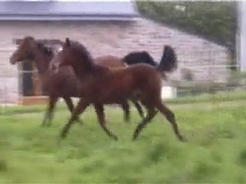 Verveine de Vie 2 210410