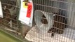 RSPCA defends policy on unwanted pets