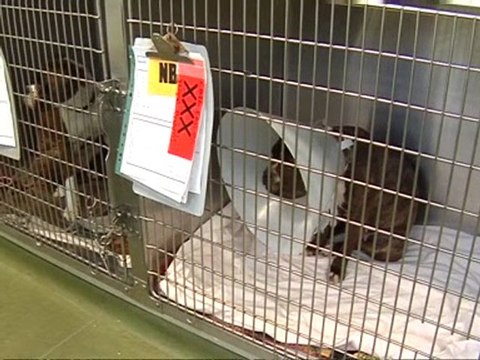 RSPCA defends policy on unwanted pets