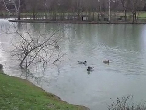 Coin-Coin de canard et d'oies migratrices