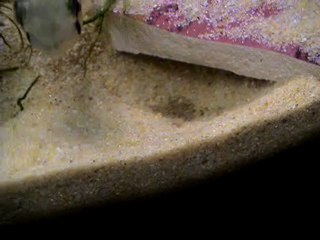 bolivian ram yeni yavru