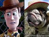 Hollywood Pets vs. Hollywood Stars