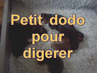 Les chiots à 3 jours