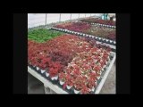 GARDEN CENTERS BUFFALO NEW YORK NY,,GARDEN, CENTERS, ...