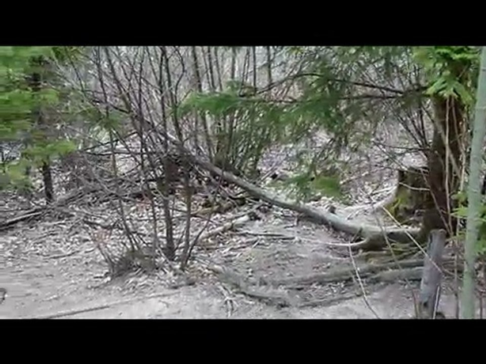 Basset des alpes au parc aux sangliers PART 1