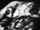 1968 - La Nuit des Morts-vivants - George A. Romero