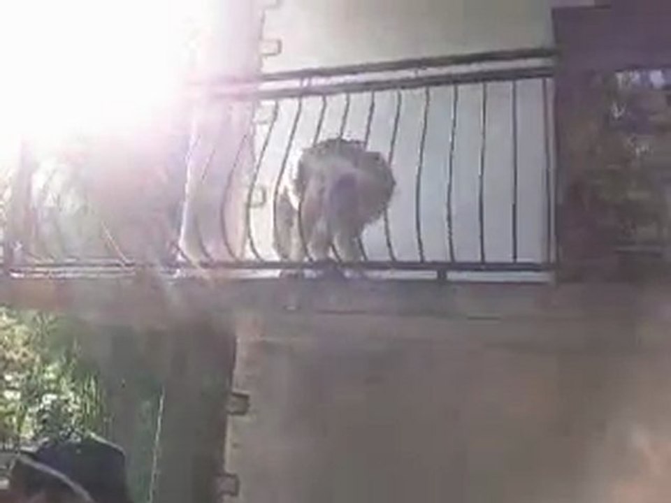 CYRANO