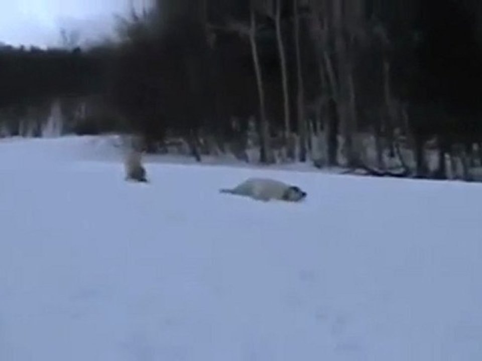 The_True_Meaning_of_Dogsledding