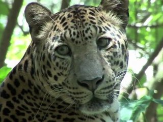 Leopards Helping Tigers!