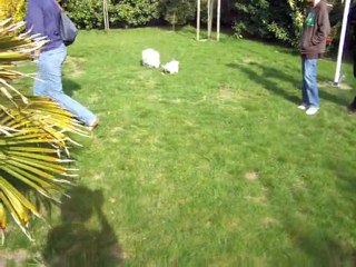 Cachou et Flocon 002