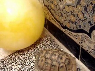 Fakroun joue au foot