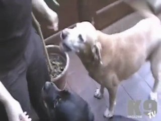 Fish4Dogs Natural Dog Food Review