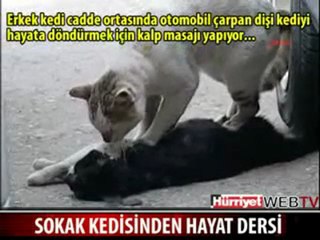 Gatta fa il massaggio cardiaco al compagno