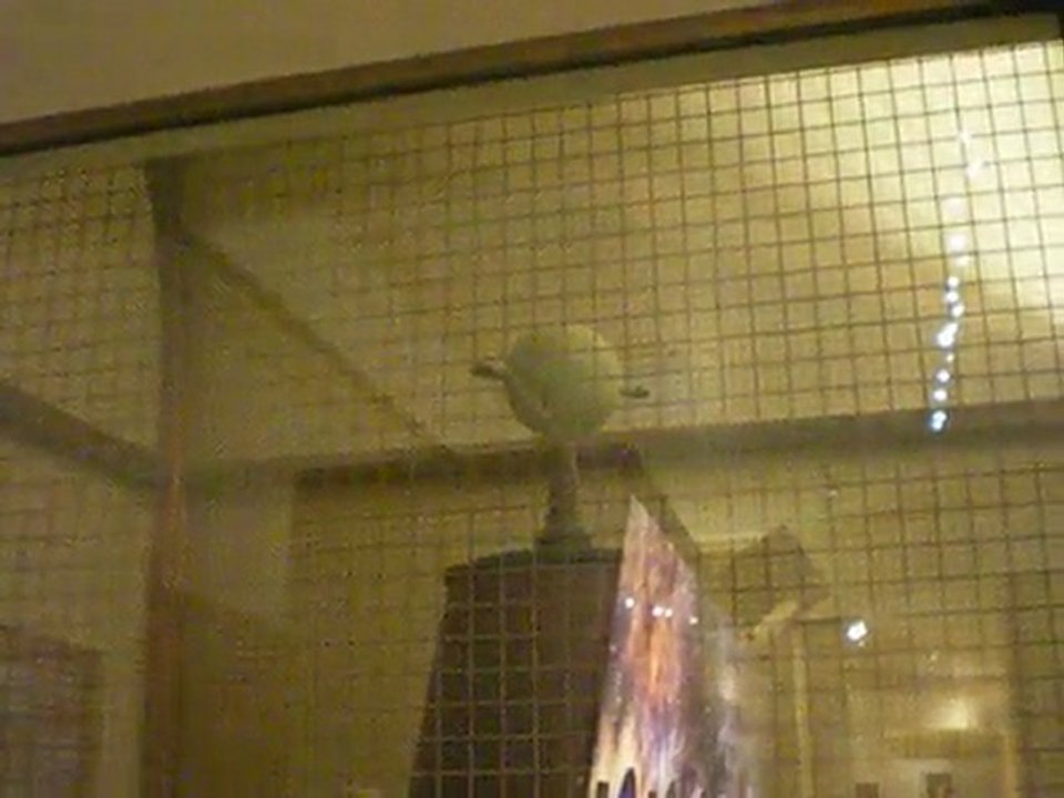 High frequency @ Griffith Observatory Nocturne