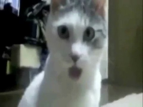 Gatto alla presentazione dell ipad non crede ai suoi occhi