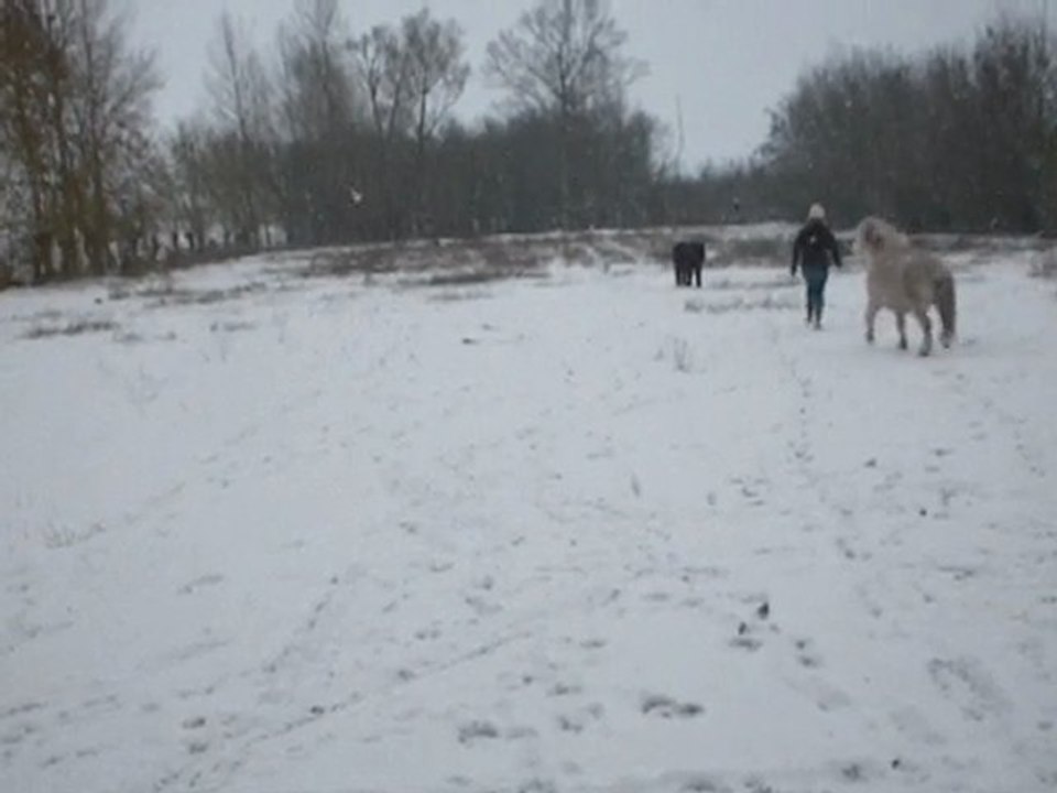 willow Neige 6 Janvier 10