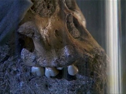 Two-mln-year-old hominid sheds light on evolution