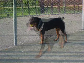 Vaillant du 1er au 27 octobre 2008