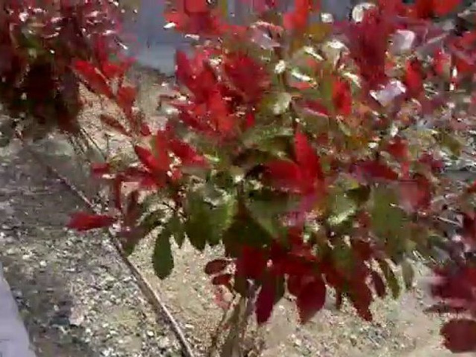 Softair-31 au depart de Castanet