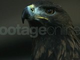 Stock Footage Eagle - Footage-Online.de