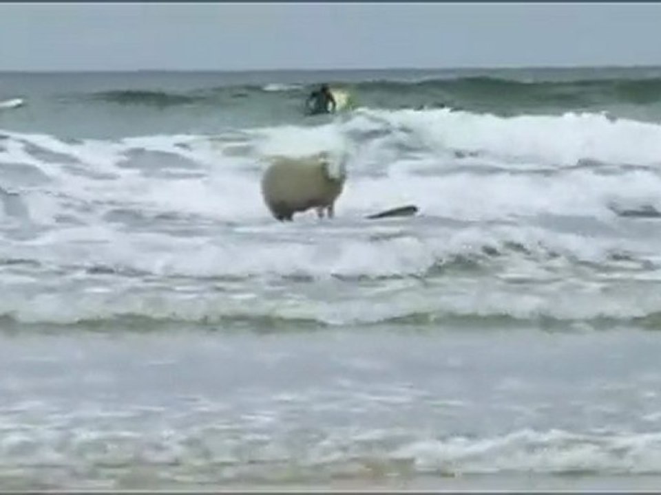 La pecora surfista