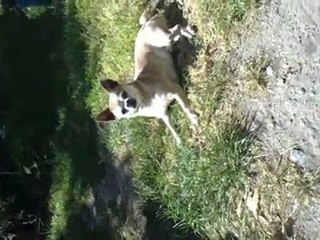 Vicky du Clos de l'Ancienne ferme 27 04 2010