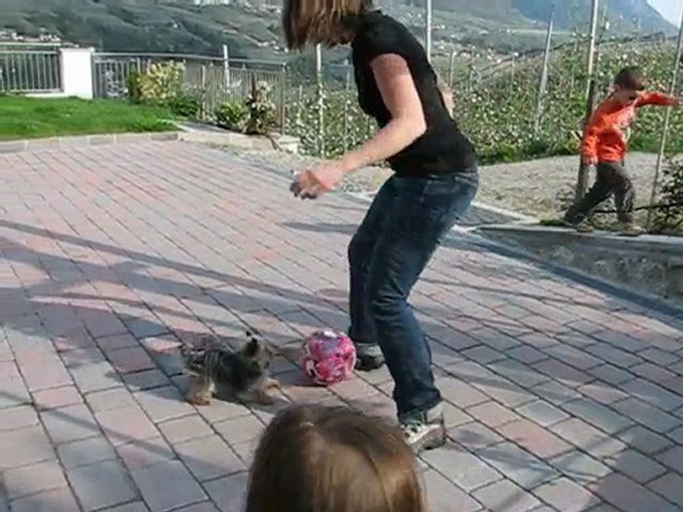 Un yorkshire qui maîtrise le ballon !