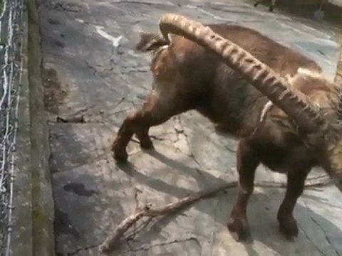 bouquetin et ses cornes