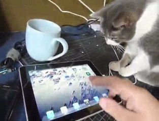 chat joue avec un ipad