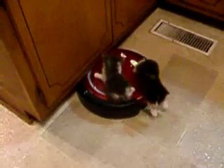 chatons sur un aspirateur