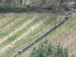 Laie & 6 Marcassins 007