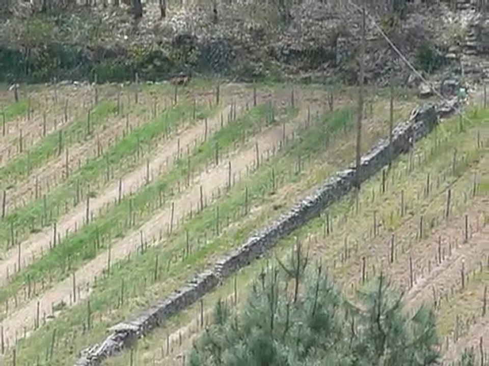 Laie & 6 Marcassins 007