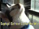Ultra Fur Presents: "Sophia Softest Cat In The World”