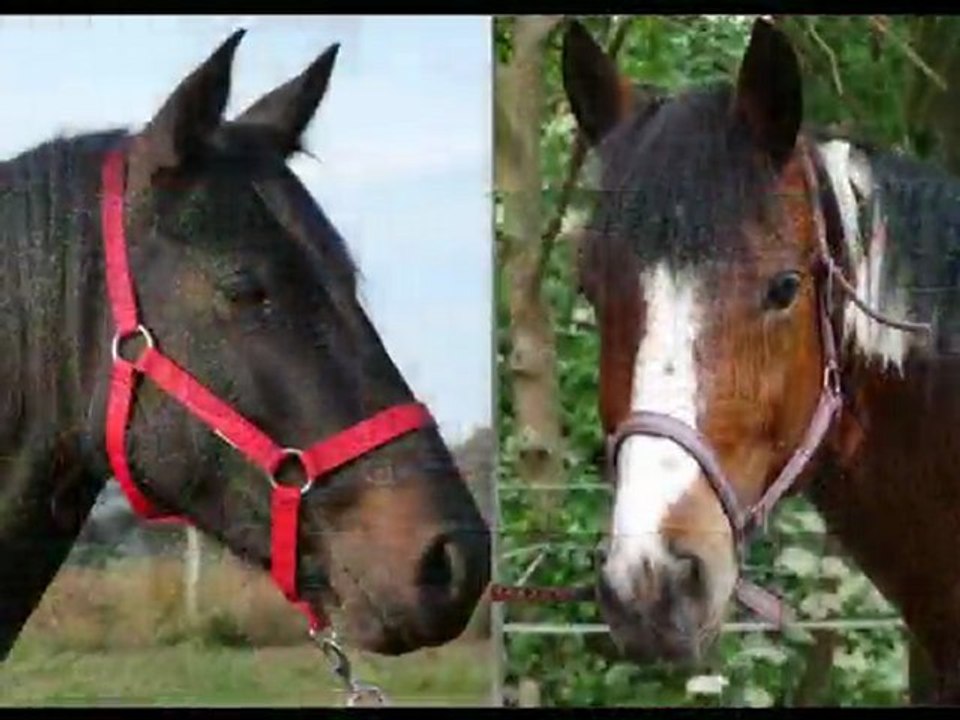 Mon merveilleux Newton , mon cheval,