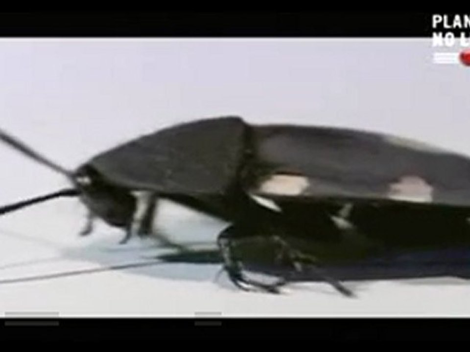 COCKROACH [2]