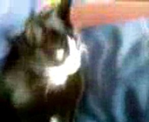 Minette sur le canapé