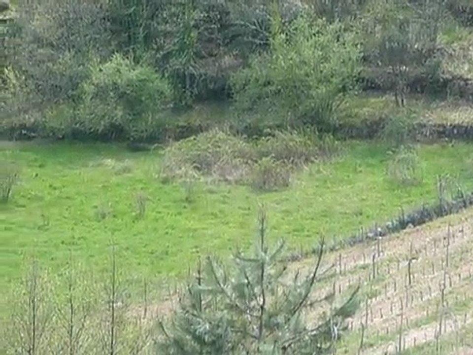 Laie & 6 Marcassins 008