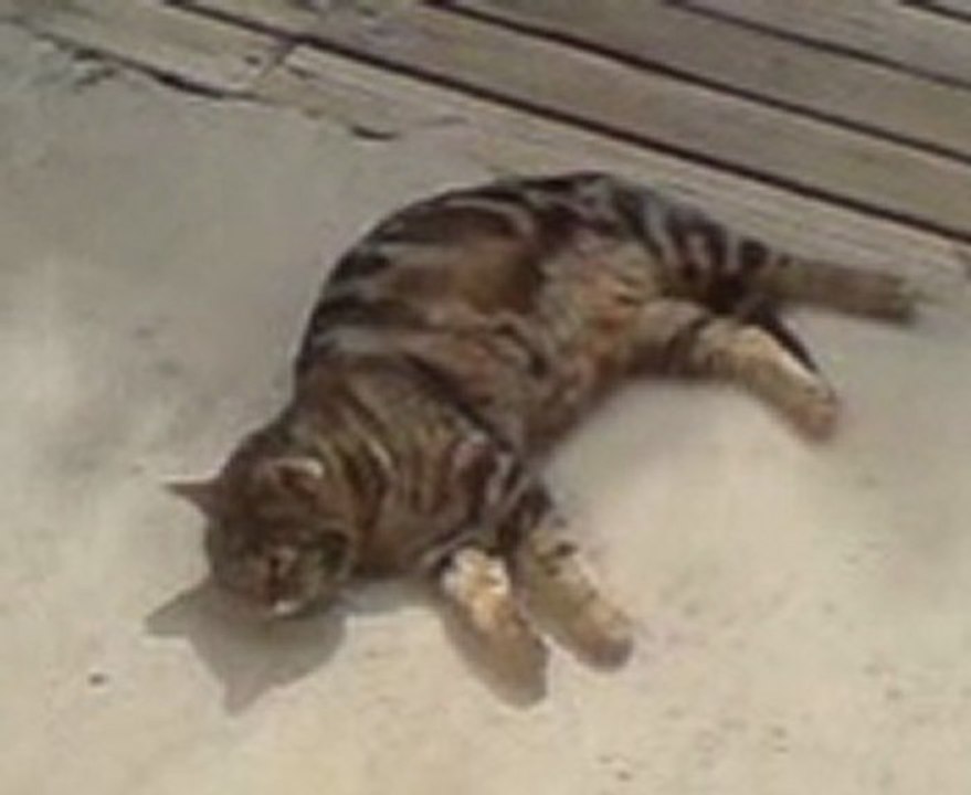 Récupération au soleil après le repas