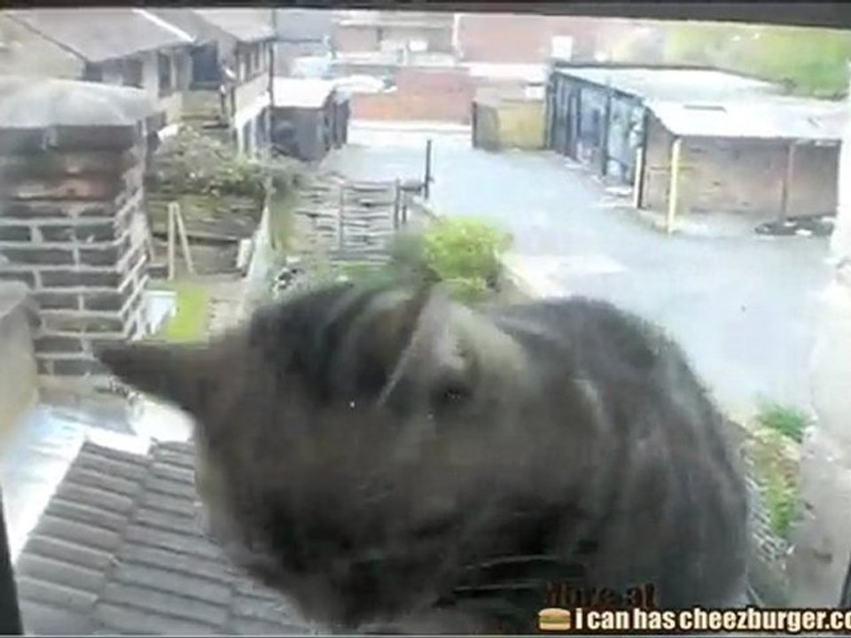 Kitteh Washes the Window