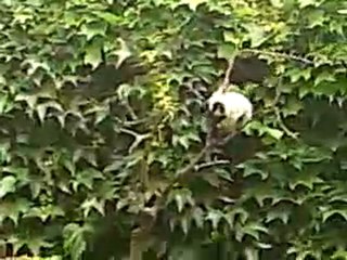 Chat comique Filou cat funny