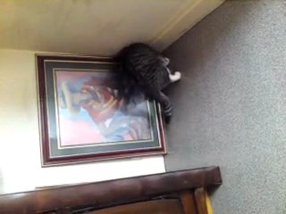 Chat drôle amateur de tableu