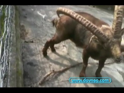 Pourquoi le bouquetin a de longues cornes