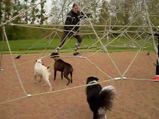 Valeska athéna morde araigné