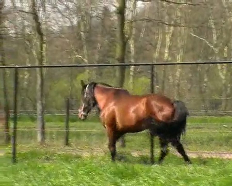 valley of angels / harmony , joy and love